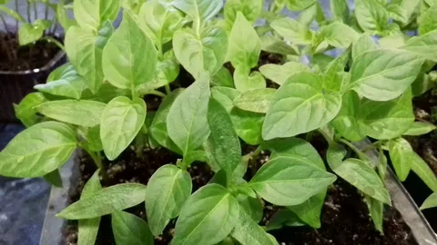 تصویر 1 از نشا فلفل دلمه‌ ای گلخانه‌ ای با عملکرد بالا